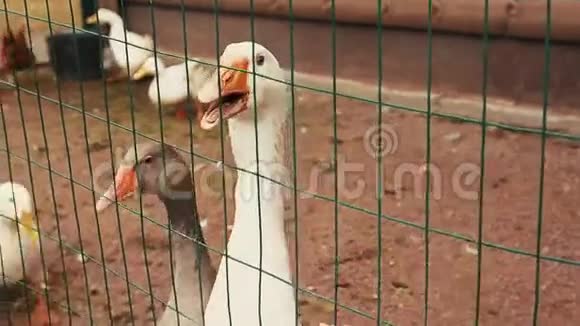 绿色栅栏后面的鸟舍里的白鹅和鸭子从人们那里捕捉食物视频的预览图