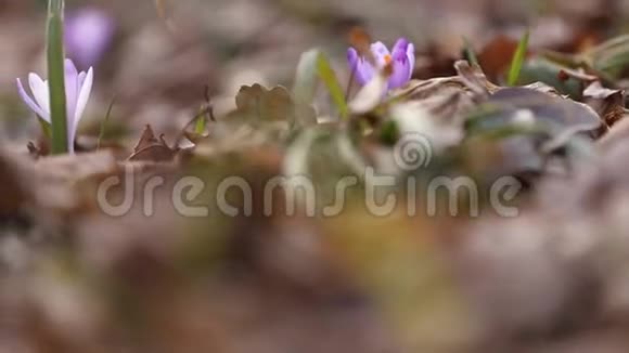 雪花的花朵紫丁香视频的预览图