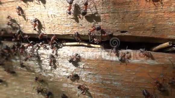 黑蚂蚁在蚂蚁山上工作慢动作视频的预览图