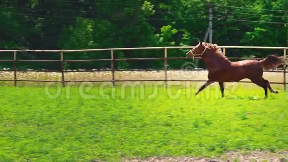 一匹性格倔强的棕马在围场里奔跑视频的预览图