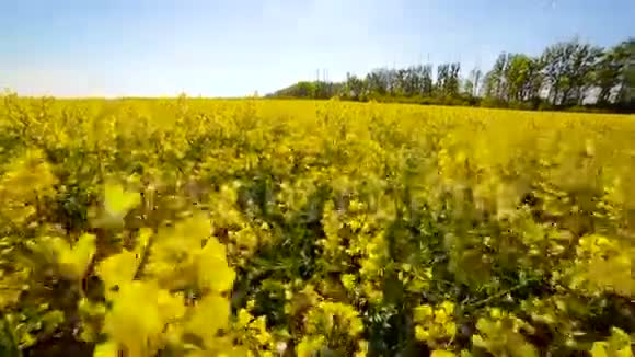 盛开的菜籽油田在夏季特写的田野上视频的预览图