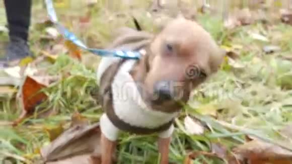 有趣的米色小狗在草地上咀嚼视频的预览图