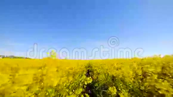 盛开的菜籽油田在夏季特写的田野上视频的预览图