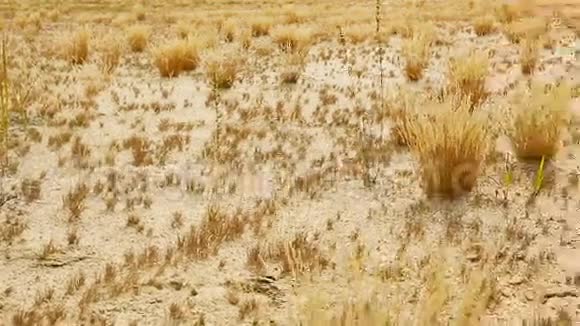 桑迪沙漠美丽宁静的沙质草原景观视频的预览图