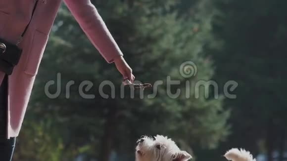 狗跳起来咬棍子狗玩树枝视频的预览图