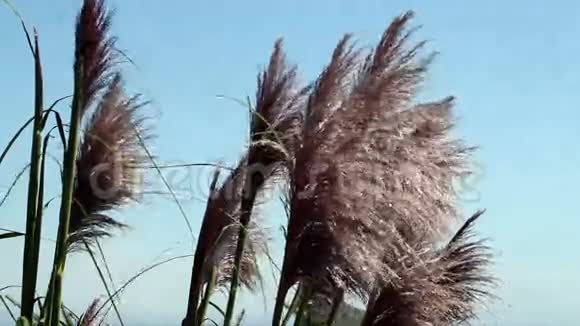 蓝天微风中的海草视频的预览图