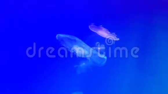 有异国情调的咸水水母在水族馆游泳视频的预览图