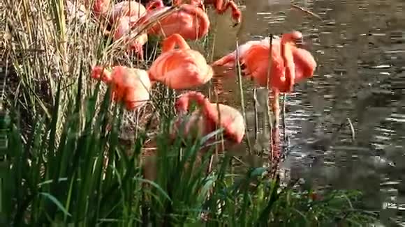 火烈鸟在水中用绿色芦苇吹捧视频的预览图