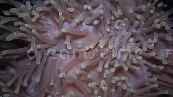 宏伟的海葵海葵海葵海葵又称瑞特里海葵视频的预览图