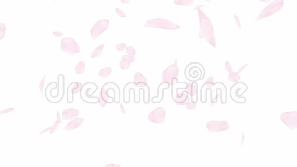 飘落旋转的粉红色玫瑰花瓣或樱花关闭弹簧慢动作高清动画白色视频的预览图