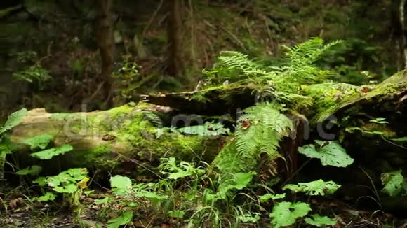 在常绿森林中的老树桩附近种植的蕨类植物和其他林下植物视频的预览图