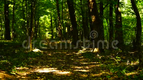 森林树木背景树林中的小径荒野八月潘视频的预览图