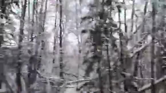 车辆行驶冬季雪林路时从车载摄像头侧视视频的预览图