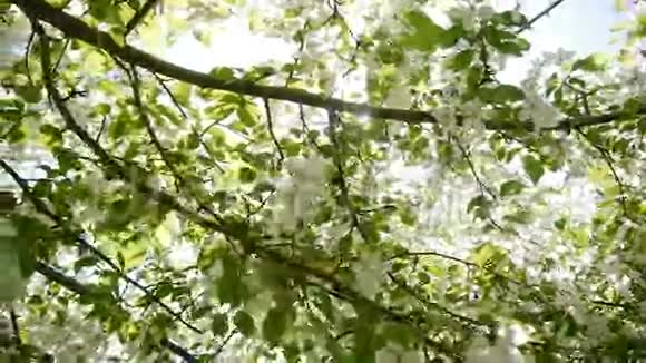 开花的苹果树视频的预览图
