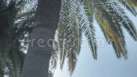 阳光棕榈树乐园视频的预览图