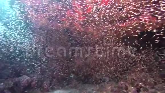 苏丹红海珊瑚玻璃鱼学校视频的预览图