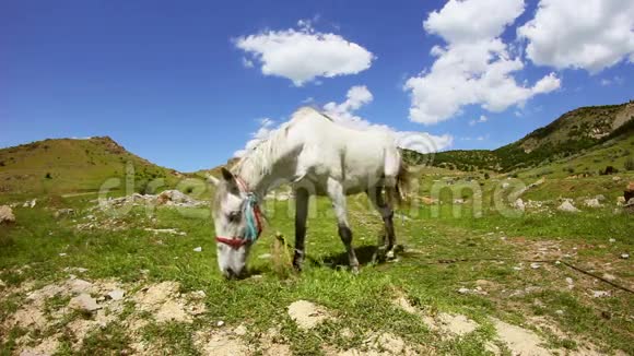 白马在山谷里吃草视频的预览图