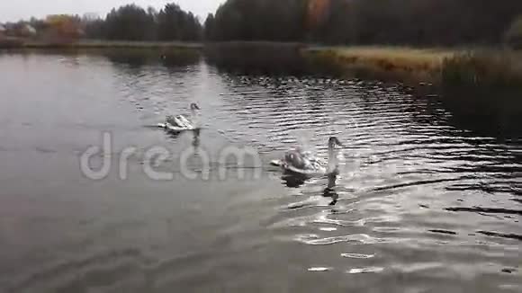 两只小天鹅漂浮在湖面上视频的预览图