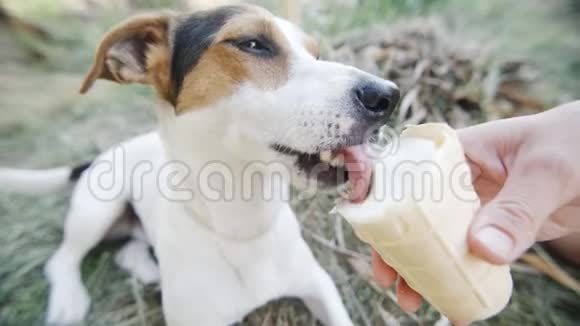 狗吃咬和舔冰淇淋从主人的手特写镜头视频的预览图