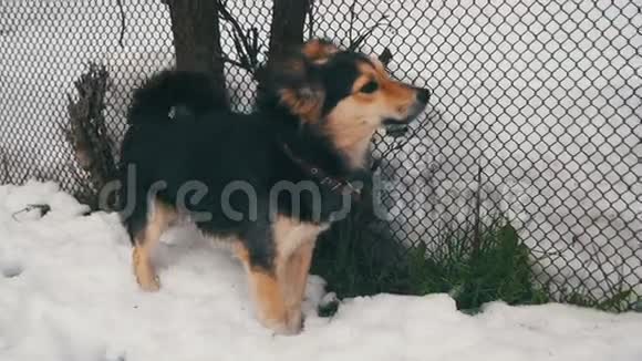 灰场狗与一个领在街道在冬天附近的围栏慢动作视频的预览图