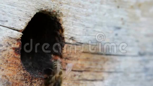 一群蜜蜂在飞翔视频的预览图