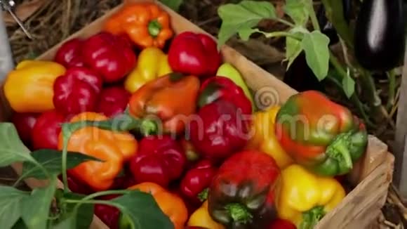 收获辣椒和茄子的女农民视频的预览图