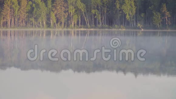 早上森林湖上的雾视频的预览图