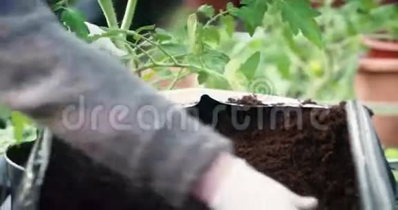 园丁正在种植西红柿视频的预览图