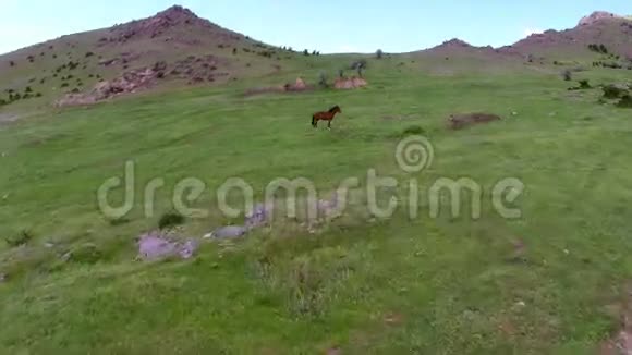 在野生巴尔干山脉的羊圈上空飞行视频的预览图