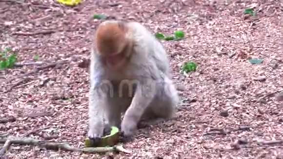 寻找营养的成年芭比猴视频的预览图