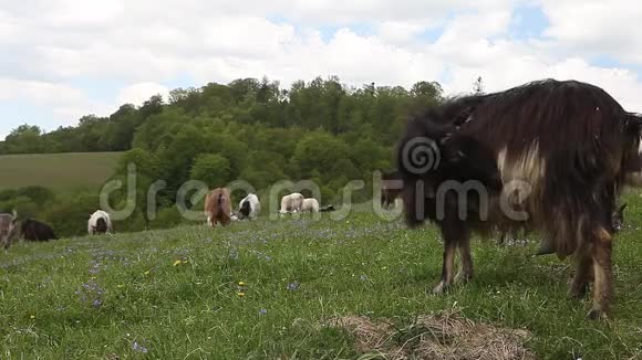 在青山草地上觅食的山羊群视频的预览图