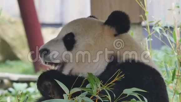 大熊猫熊吃视频的预览图