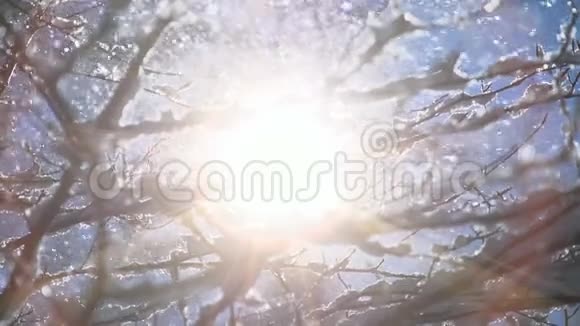 白雪皑皑的冬天森林树木树林大自然视频的预览图