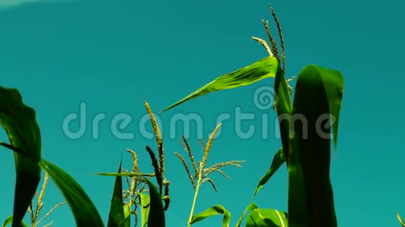 在阳光明媚的日子里充满活力的玉米地迎风而动静态拍摄视频的预览图