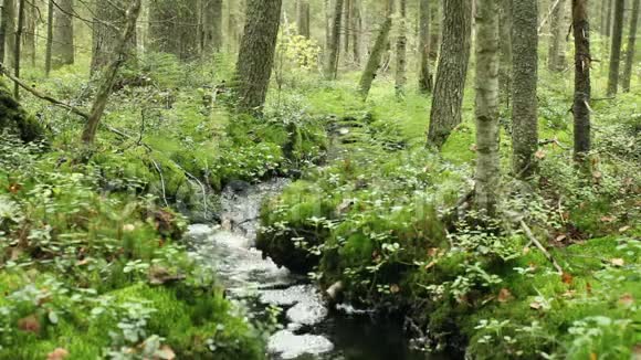 在野生森林里的小溪视频的预览图