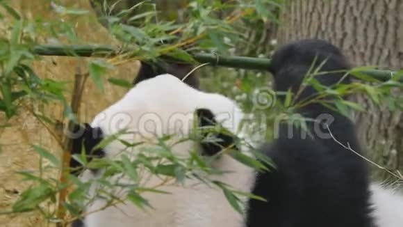 大熊猫熊吃视频的预览图