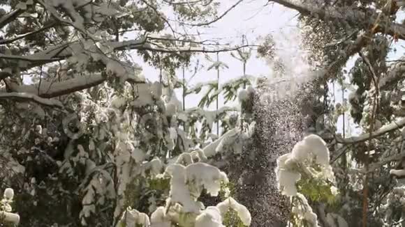冬季森林在雪地里长毛雪从树梢落下视频的预览图
