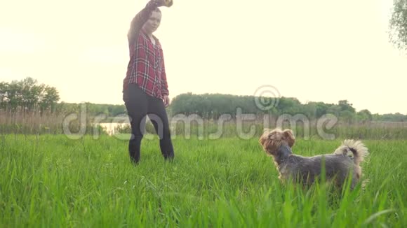 女孩在日落时和狗玩自然生活方式狗约克郡猎犬在大自然中玩接球视频的预览图