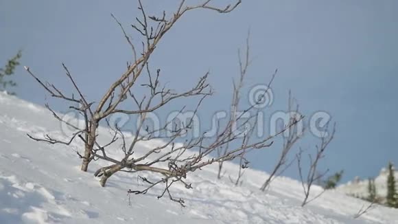 精彩的冬季山脉全景与滑雪坡和滑雪电梯在谢里盖什缓慢运动1920x1080视频的预览图