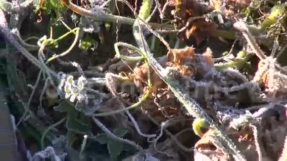 结霜菜园里的两根绿黄瓜视频的预览图