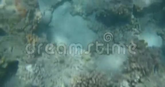 海底植物和珊瑚视频的预览图