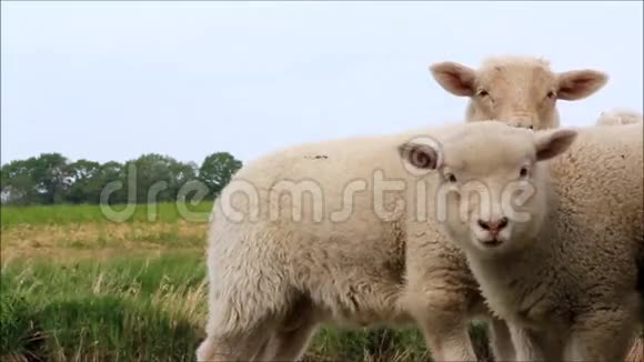 大自然中的两只白羊羔视频的预览图