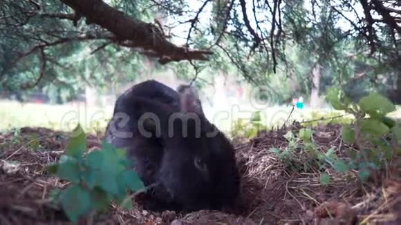 欧洲野兔坐在树下视频的预览图