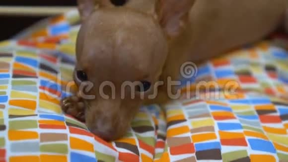 可爱的微型插针小狗在床上玩耍视频的预览图