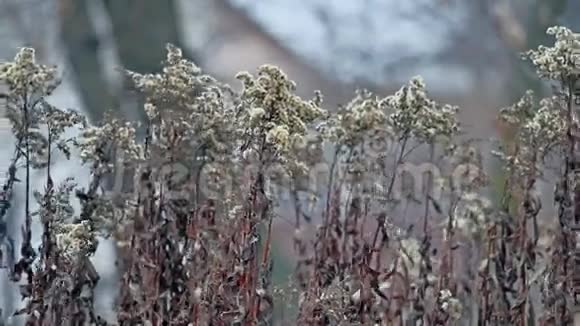 干燥的花朵在风中摇曳蓝色的背景冬天的自然视频的预览图