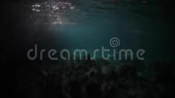 弗里迪佛的水下射击视频的预览图