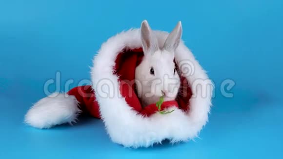 穿着圣诞老人帽子吃木耳沙拉的白兔视频的预览图