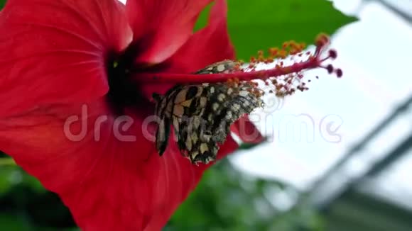 蝴蝶在花上吃花蜜视频的预览图
