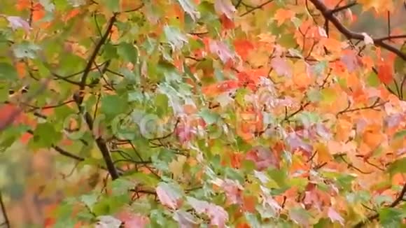 风日吹红橙黄颜色鲜艳的树叶视频的预览图