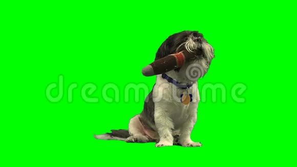 绿色屏幕上放着玩具雪茄的小狗视频的预览图